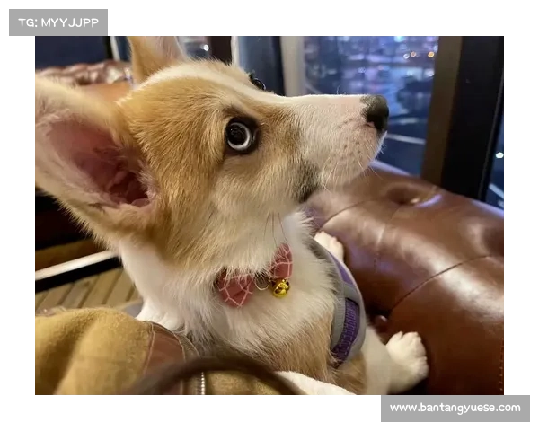 拉姆塞爱犬走失心急如焚社交平台发布悬赏寻找爱宠 拉姆塞爱犬走失心急如焚社交平台发布悬赏寻找爱宠